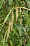 Nodding sedge